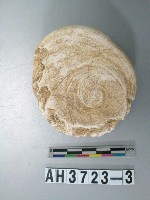 藏品(螺蓋製貝刮器)的圖片